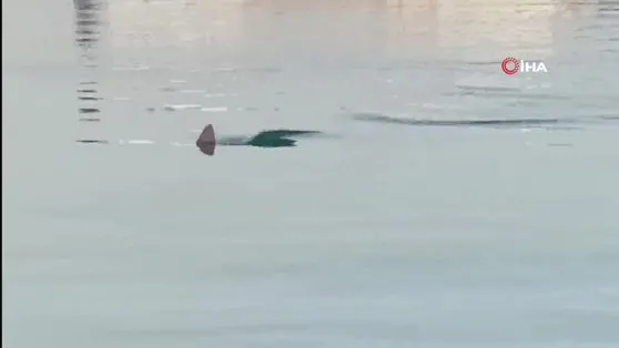 İskenderun körfezinde köpek balığını görüntüleyen amatör balıkçının yaşadığı heyecan kamerada