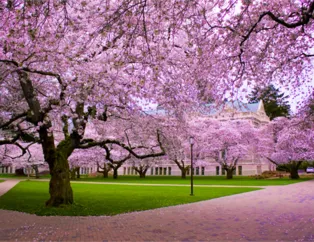 Çam ve Sakura ne demek? Başakşehir Şehir Hastanesi ismi Çam ve Sakura nedir?