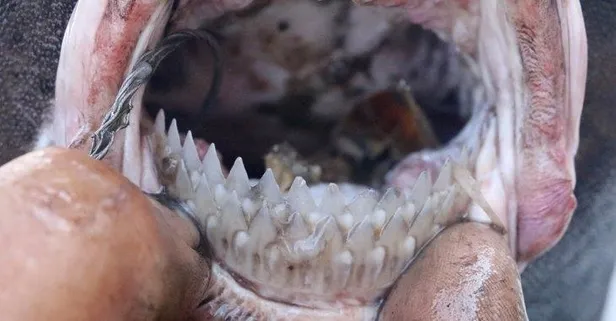 Alanya’da köpek balığı alarmı! Ninja Lanternshark yakalandı