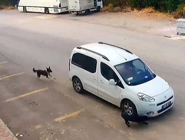 Antalya'da köpekleri bilerek ezen o vicdansız yakalandı-5