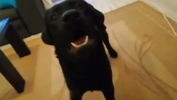 Cengiz Ünder'in ismini duyan sevimli köpek yerinde duramıyor-1
