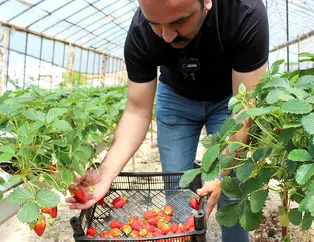 Topraksız üretti, şimdi paraya para demiyor! 1 senede 300.000 lira kazanıyor! Girişimciliğin nirvanası...
