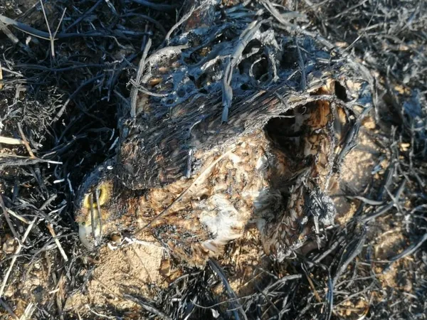 kus-yuksek-gerilim-hattina-carpti-yangin-cikartti-1629948253012.jpg Kuş yüksek gerilim hattına çarptı yangın çıkarttı-4