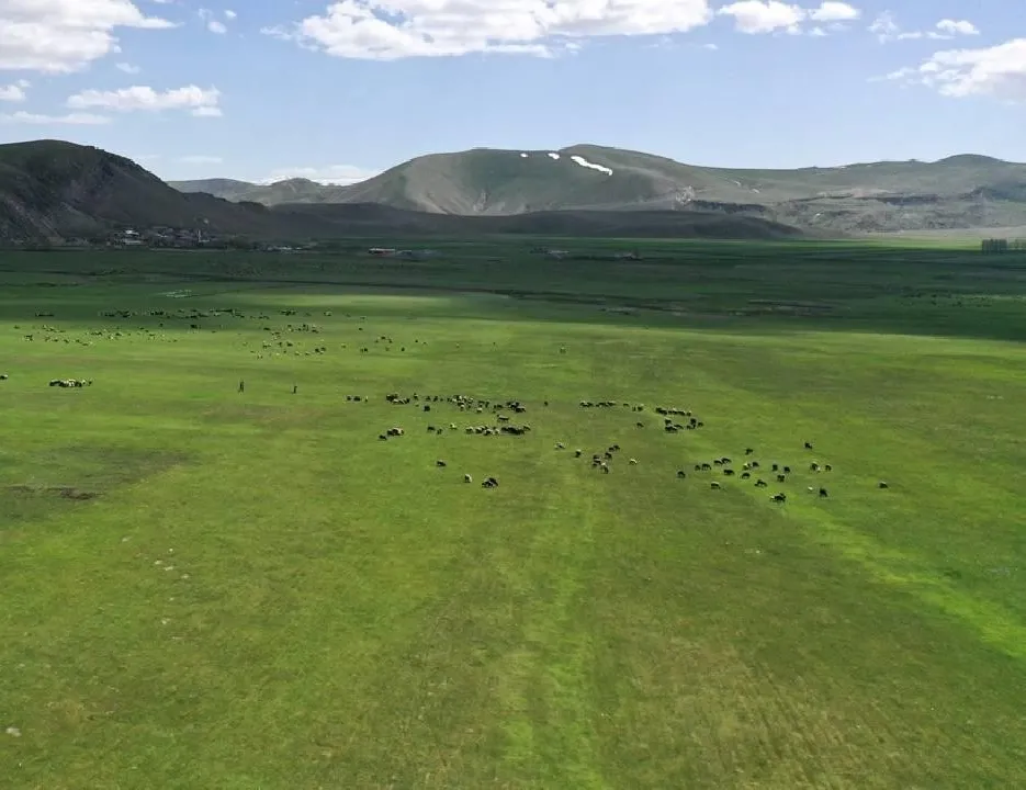 Bakanlık’tan Ani açıklaması: Mera yasağı iddiaları yalan | Otlatma 10 Nisan’da