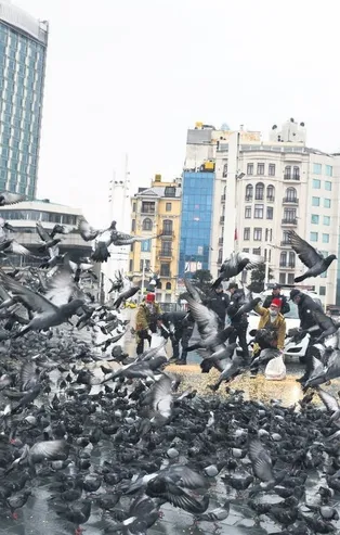 Vatandaşlar Kovid-19 nedeniyle evde kalınca meydanlar kuşlara kaldı