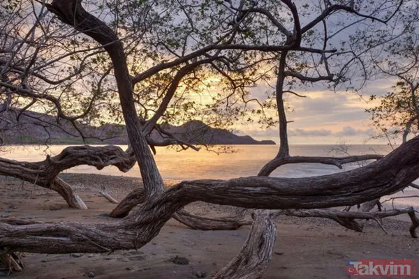 Dünyanın en tehlikeli ağacı! Dallarının altında durmak bile öldürebilir - 17