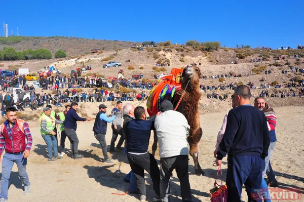 Son anda kurtuldular! Manisa'da deve güreşlerinde ezilme tehlikesi - 26