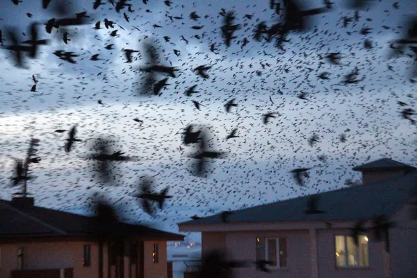 sehri-istila-ettiler-ardahanda-kargalar-korku-filmlerini-aratmiyor-1612940898201.jpg Şehri istila ettiler! Ardahan'da kargalar korku filmlerini aratmıyor-14