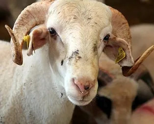 Kurban Bayramı tatili son dakika birleşti mi, uzadı mı? Kurban Bayramı tatili ne zaman bitecek? Bayram tatili 9 gün oldu mu?