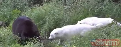Dev pitonun yuvasına girdi! Böylesi daha önce hiç görülmedi ölümü göze aldı