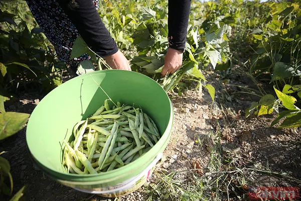Hazırlanışı: İlk Aşama: Fasulyeleri Bol Suyla Yıkayın, Uçlarını Kesin Ve Ortadan İkiye Bölün. Soğanı Yemeklik, Sarımsakları İse İnce İnce Doğrayın. Domatesleri...