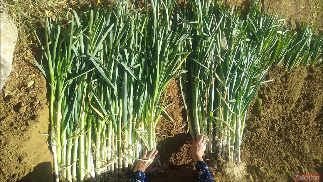 Rüyada pırasa görmek ne anlama gelir, neye işarettir? Rüyada taze yeşil