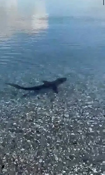 Köpek balığı alarmı! Muğla'da görüldü