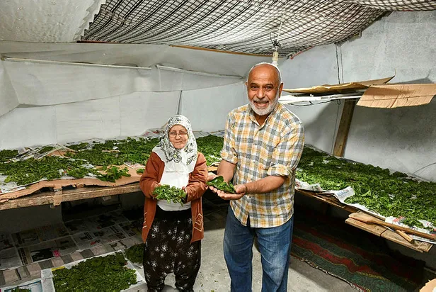 40-gunde-4000-tl-kazaniyor-evinin-cati-katinda-yetistirip-servet-kazaniyor-simdi-paraya-para-demiyorlar-1624191345435.jpg 40 günde 4.000 TL kazanıyor! Evinin çatı katında yetiştirip servet kazanıyor! Şimdi paraya para demiyorlar...-4