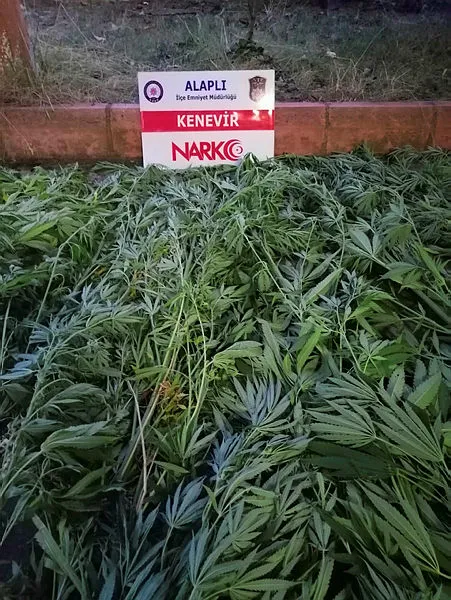 zonguldakta-uyusturucu-operasyonu-170-kok-hint-keneviri-ele-gecirildi-2-supheli-tutuklandi-1596038500282.jpg Zonguldak'ta uyuşturucu operasyonu: 170 kök Hint keneviri ele geçirildi, 2 şüpheli tutuklandı-2