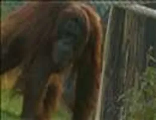 Orangutanların Dünyası