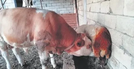 Süt hırsızı boğa çıktı