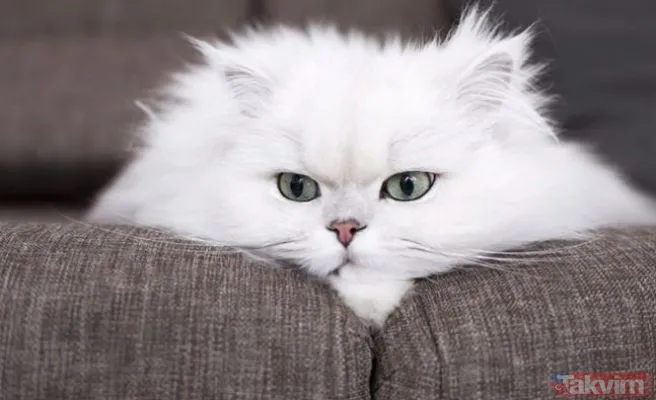 Rüyada eve kedi girmesinin anlamı ve yorumu nedir? Rüyada kedinin