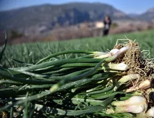 Yeşil soğan ödem atar
