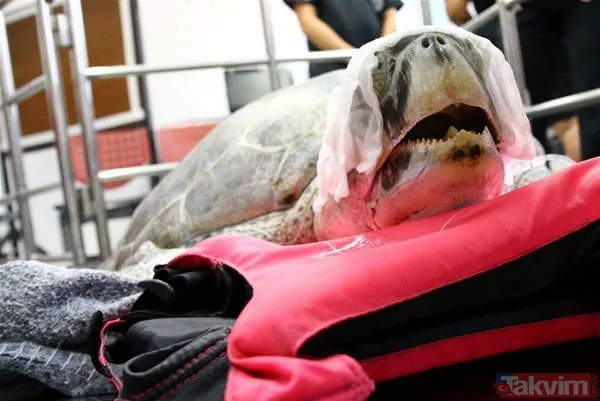 Midesine güvenenler baksın! Kulak ağrısıyla hastaneye giden adamın kulağından çıkanlar dünyayı şoke etti - 23