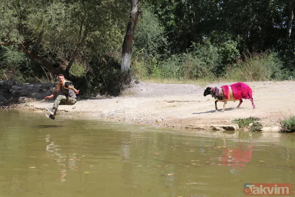 Denizli'de 8 asırlık gelenek! Koyunları Menderes Nehri'nden geçirdiler - 4