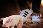 Adidas'a "domuz" derisi cezası! İşte o model