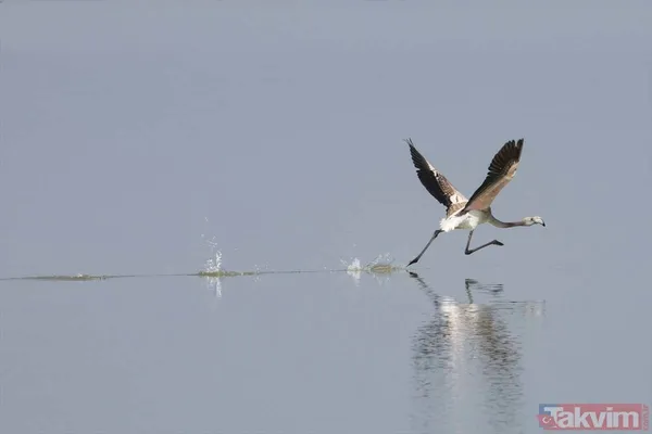 Minik allı turnalar (flamingolar) uçmayı İzmir Kuş Cenneti'ndeki doğal kreşte öğreniyorlar - 6
