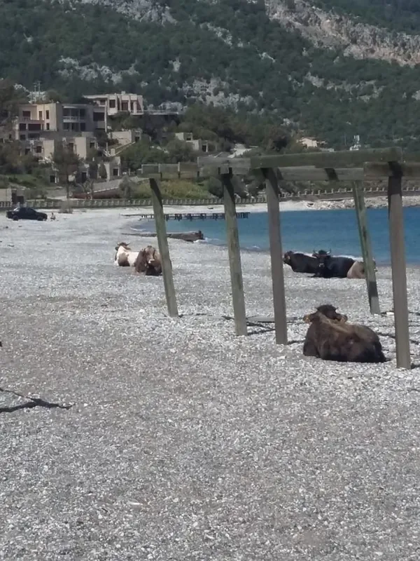 marmaris-sahilleri-bu-sefer-ineklerin-oldu-gunesin-tadini-cikardilar-1617882315885.jpg