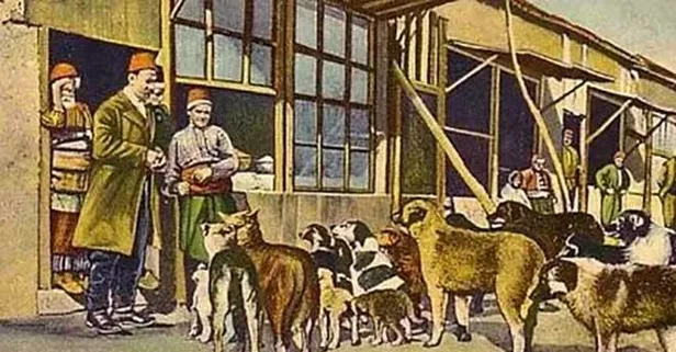 Osmanlı’daki ‘hayvan hakları’ tarihi belgelerde! Sadık Albayrak anlattı: Dünya halen buna ulaşamadı