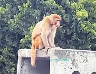 Maymun firarda