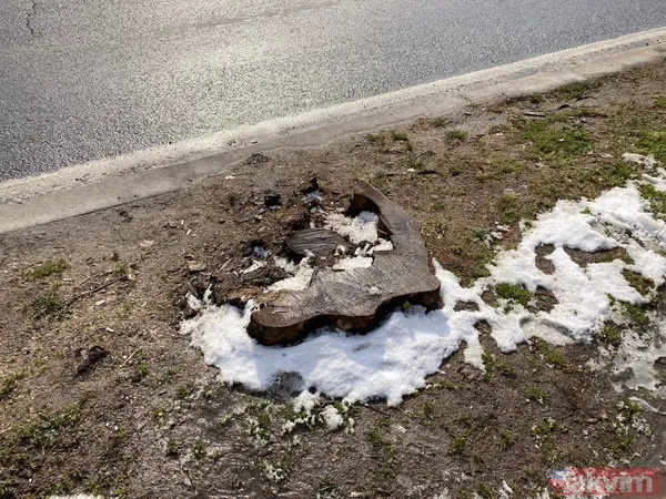 İBB'nin Çırağan'daki ağaç katliamının raporu açıklandı! Bilimsel çalışma yapılmadığı ortaya çıktı - 18