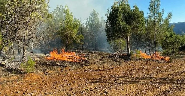 Adana’da orman yangını! 10 dekarlık alan kül oldu