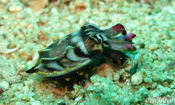 Zorlu testi geçtiler! Bilim açıkladı: Meğer mürekkep balıklarının beyni... - 2