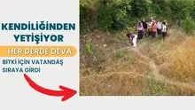 Kendiliğinden yetişiyor! Her derde deva bitki için vatandaş sıraya girdi! Dağların şifalı doktoru deniyor