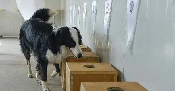 Ankara Üniversitesi ile TÜBİTAK, koronavirüsü teşhis eden dedektör köpek yetiştirdi