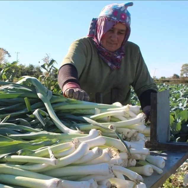 Kemiklere pırasa