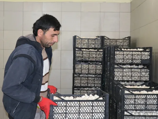 Mantar üretti, hem kendi hem de köylüyü zengin etti!-6