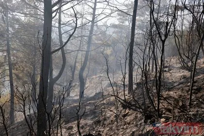 Muğla’da orman yangını! 2 hektar alan zarar gördü
