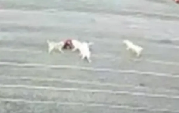 sokak-kopekleri-9-yasindaki-kiza-saldirdi-o-anlar-kamerada-1639684600644.jpg Sokak köpekleri 9 yaşındaki kıza saldırdı! O anlar kamerada-3