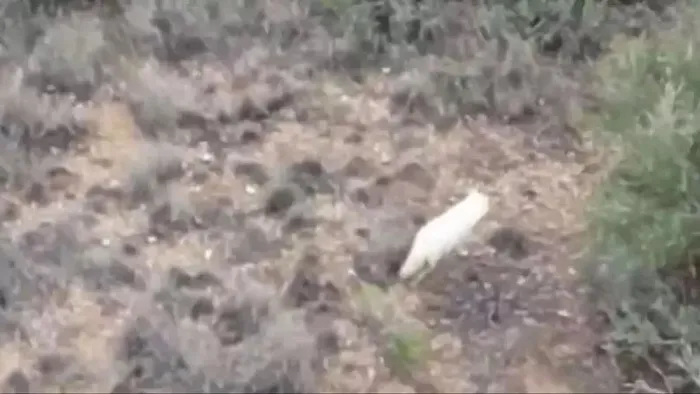 tarim-ve-orman-bakani-ibrahim-yumakli-paylasti-turkiyede-ilk-kez-albino-cakal-goruldu-1705844780023.jpeg Tarım ve Orman Bakanı İbrahim Yumaklı paylaştı! Türkiye'de ilk kez 'albino çakal' görüldü-1