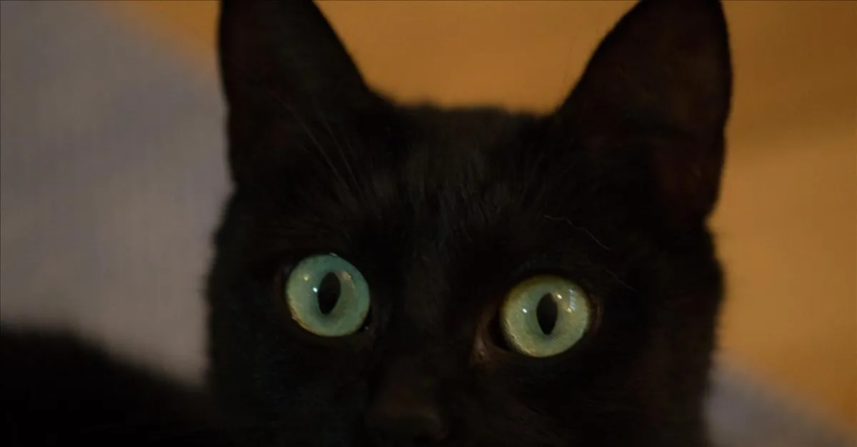 ruyada kara kedi gormek ne anlama gelir takvim