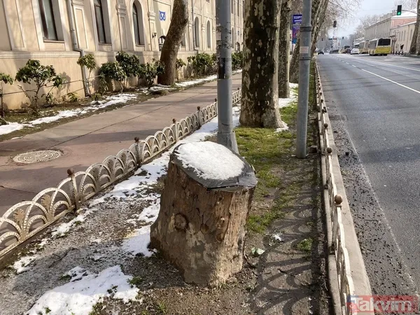 İBB'nin Çırağan'daki ağaç katliamının raporu açıklandı! Bilimsel çalışma yapılmadığı ortaya çıktı - 9