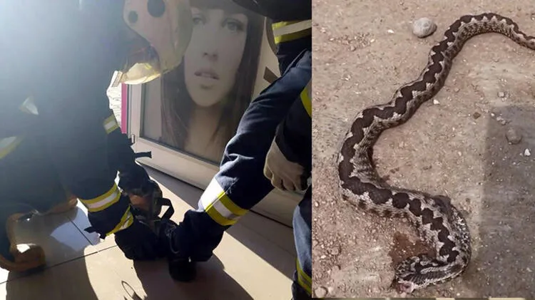 Yılanlar ile ilgili şoke eden bilgi! Bu saatte çıkan yılanlar yüzde 99 zehirli! - 1