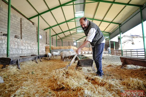 Abi-kardeş kariyerlerini bıraktılar 800 hayvanlı sürü sahibi oldular - 5