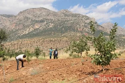 Bir dönem PKK’nın yuvalandığı Gabar ve Cudi dağlarında artık terörist değil fıstık yetişiyor