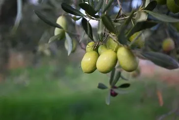 Kalbe zeytin