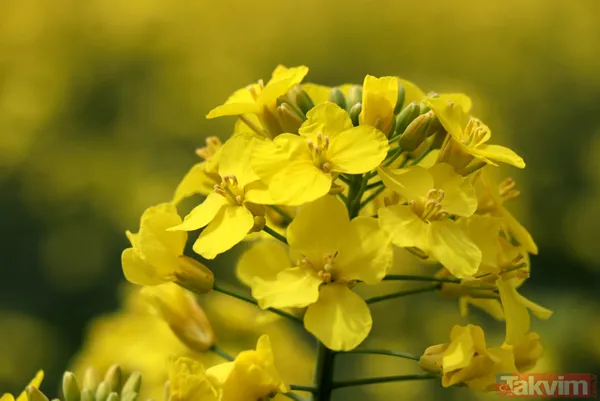 Trakya'da kanola yerini tekrar ayçiçeğe bıraktı - 16
