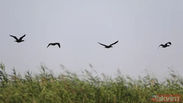 Yapay zeka kuşların evrimini geriye çekti! İlk uçuşun kökeni 60 milyon yıl öncesine ait - 6