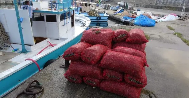 Karadeniz’de palamut beklentiyi karşılamadı! Balıkçılar deniz salyangozuna yöneldi