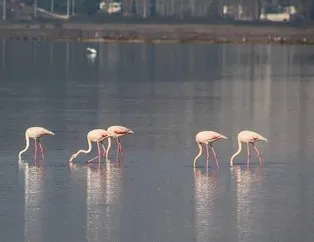 Flamingo Cenneti’nde neler oluyor?
